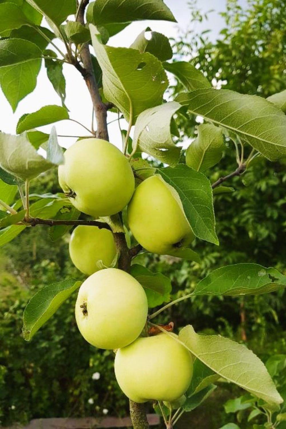 فيلا Olszyna Pod Brzoza المظهر الخارجي الصورة